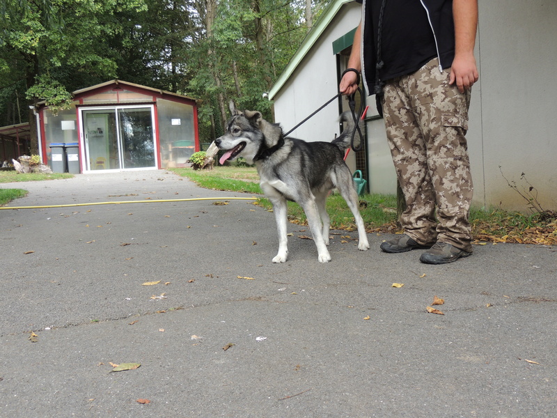 MAXWELL X Husky adopté en octobre 2016. 01010