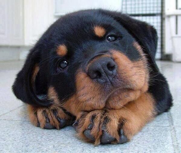 Rottweiler : On vous dit pourquoi il ne faut SURTOUT PAS en adopter un ! Cute-p10