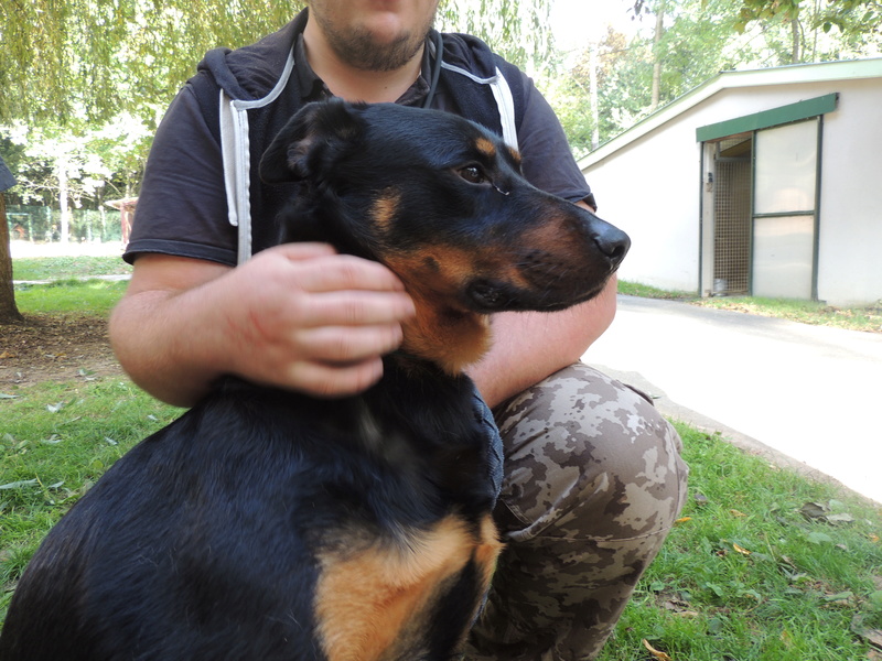 Adoption de MACK, croisé beauceron- Octobre 2016. Samedi30