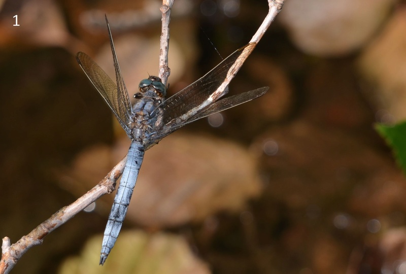 [Orthetrum coerulescens] Orthetrum. 09-23-10