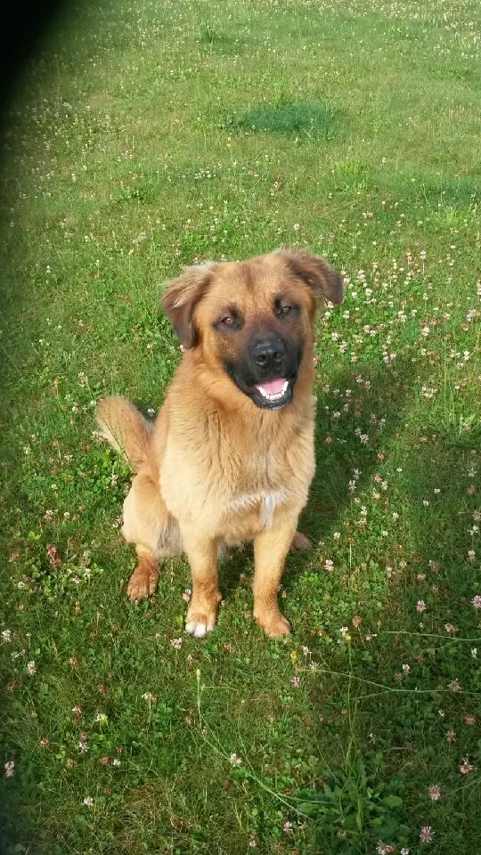  ARIEL CROISE MALINOIS 1 AN MALE  20160610