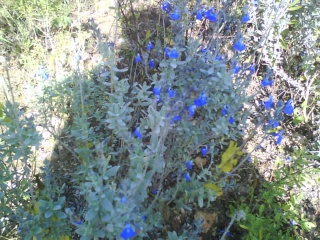 Les fleurs bleues - Page 3 Dsc00810