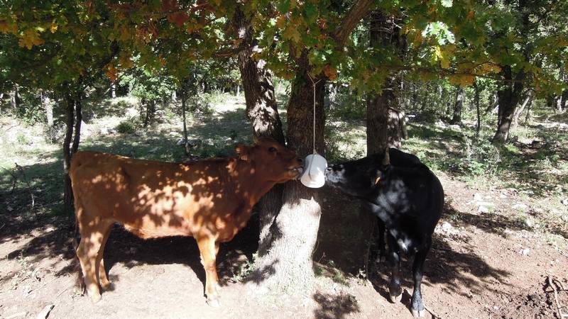 Randonnée plus calme aux Eguilles de Valbelle par le Gapeau le 20 Octobre 2016 Dscn4513