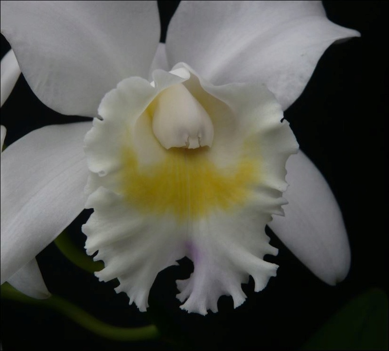 Cattleya Arctic Star 'Snow Queen' Cattle30