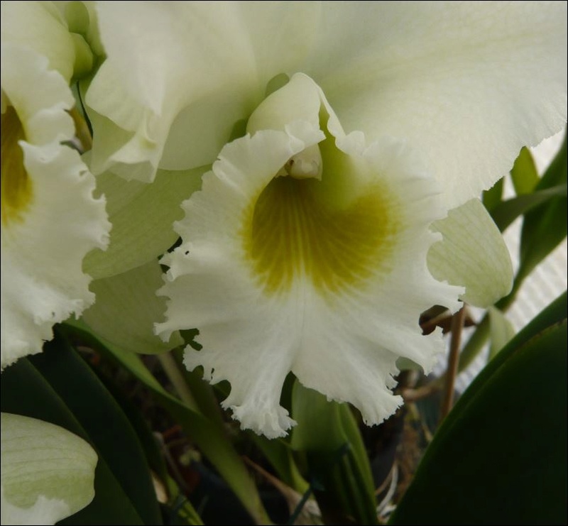 Rhyncholaeliocattleya White Diamond Cattle35