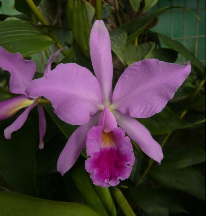 Cattleya jenmanii Cattle46