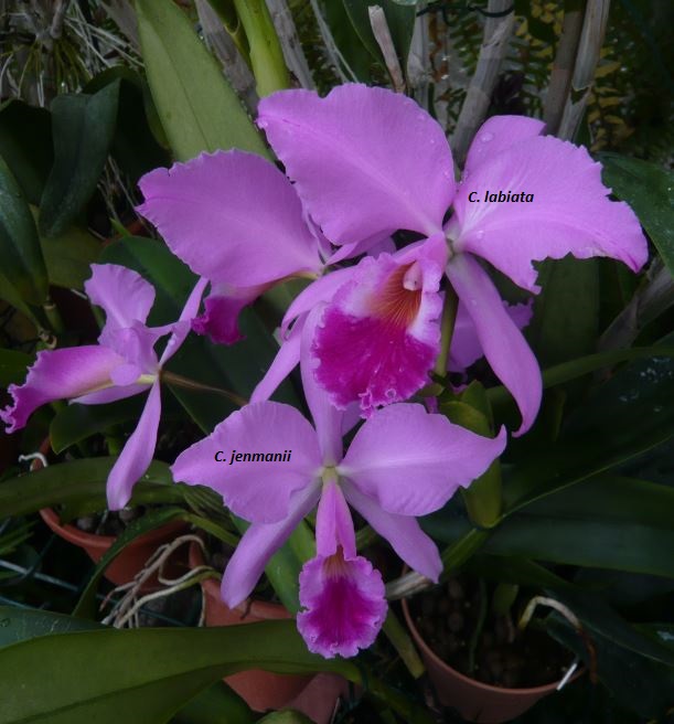 Cattleya jenmanii Cattle51