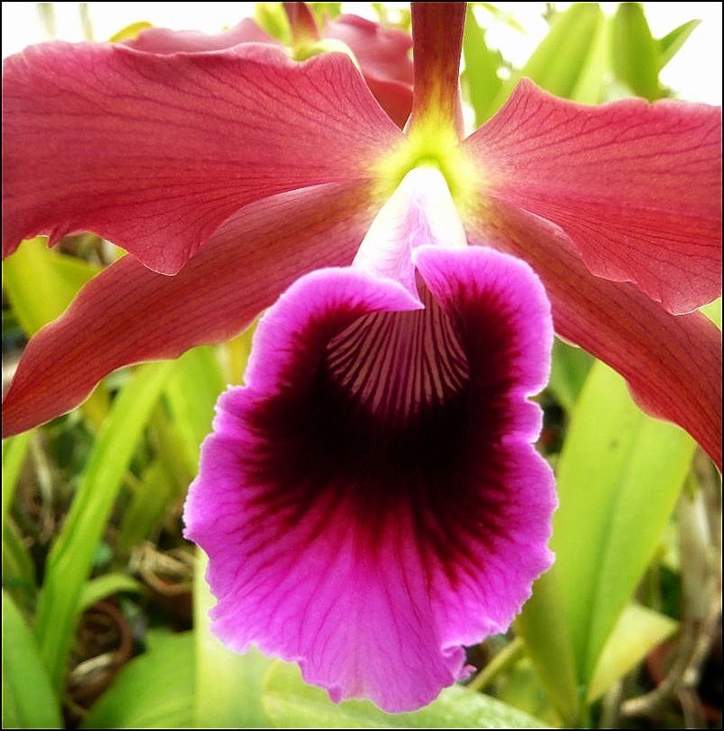 Cattleya Gaston Doin (vendu pour... Laelia tenebrosa) Laelia14