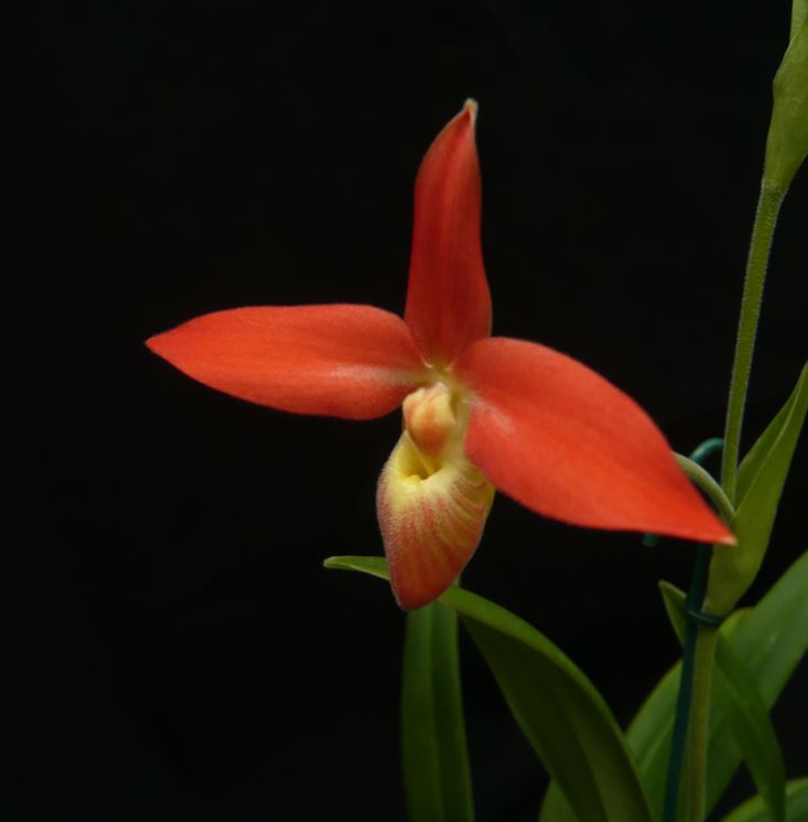 Phragmipedium besseae  Phragm15