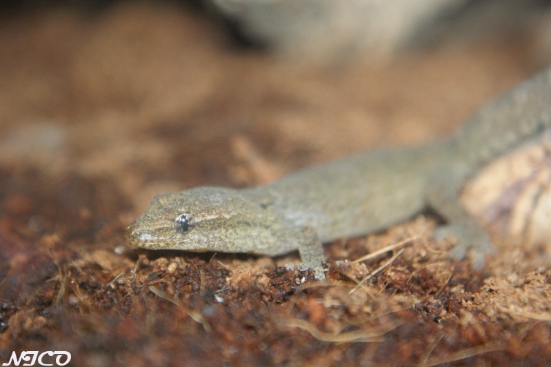 Lepidodactylus Lugubris St832110