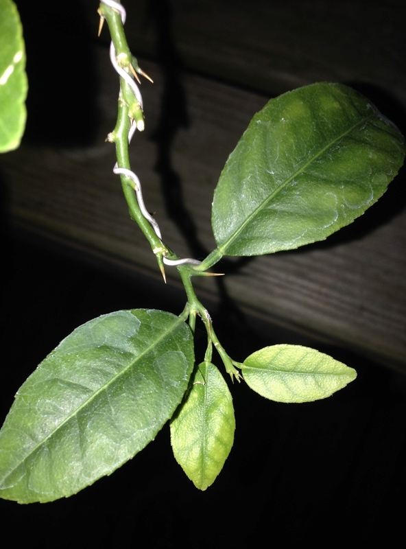Possible nutrient deficiency on Citrus aurantifolia, Key Lime Img_0610