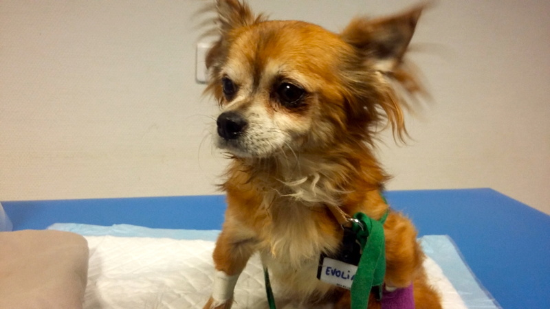 Urgence pour un petit chihuahua "Coquin " Adopté - Page 9 20161012