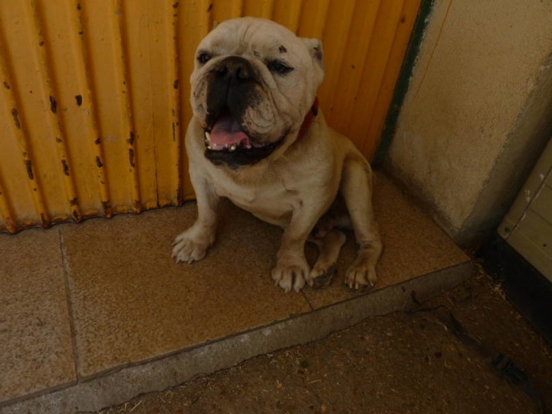 Izan, bulldog anglais, 8 ans 14138610