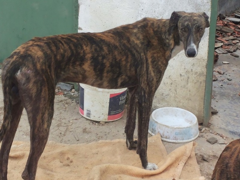 Hugo, galgo bringé, 3 ans à l'adoption 2_reue12