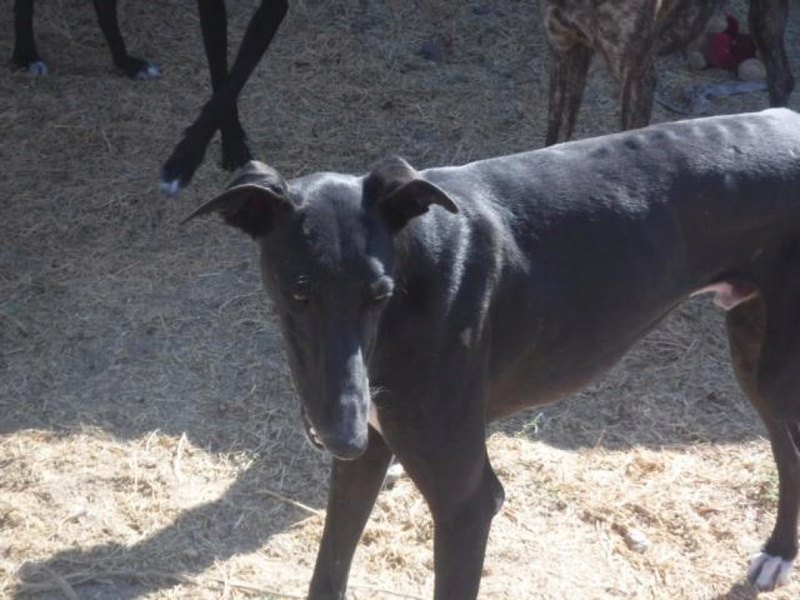 NEGRITO, galgo noir, 4 ans Adopté  K640_d13