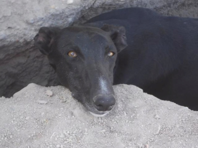 NEGRITO, galgo noir, 4 ans Adopté K640_d16