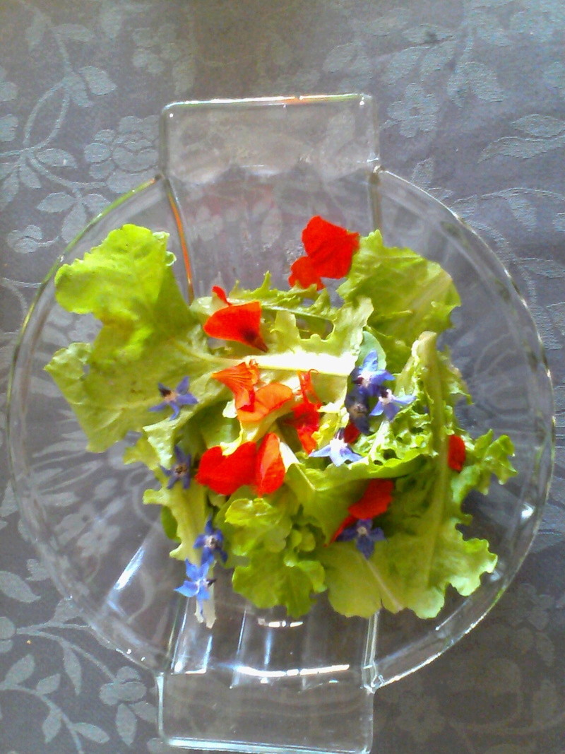 Des fleurs de bourrache et de capucine dans la salade Tel_2010