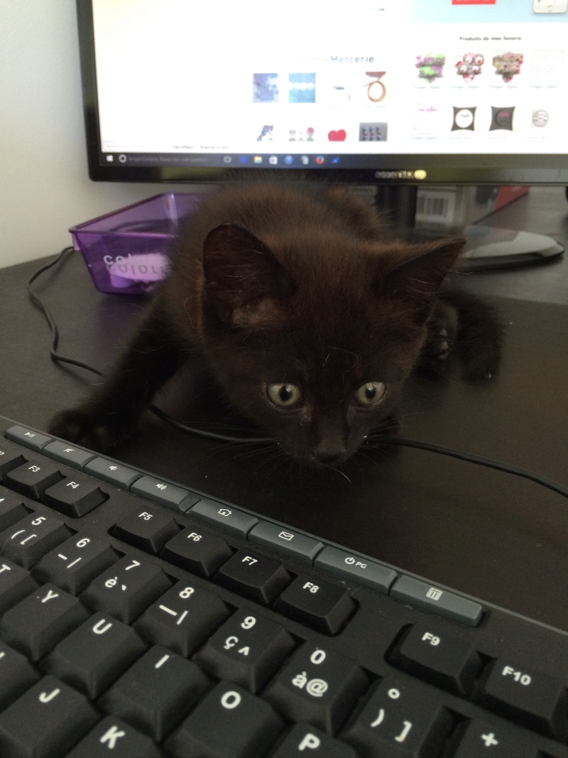 Krabby, chaton noir né début juillet 2016 Img_9512