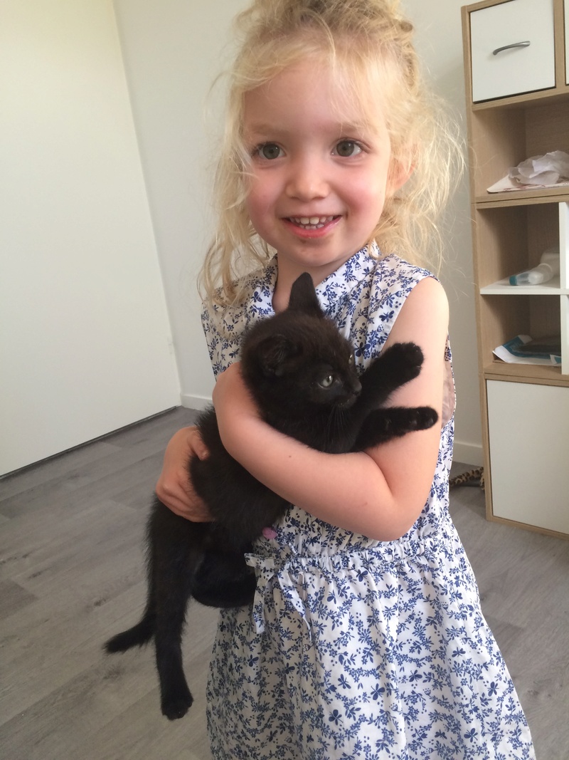 Krabby, chaton noir né début juillet 2016 Img_9513