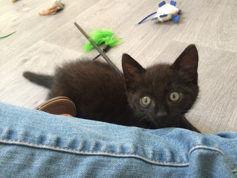 Krabby, chaton noir né début juillet 2016 Img_9713
