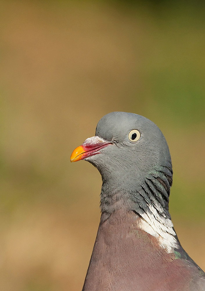 portrait de pigeon Divers11