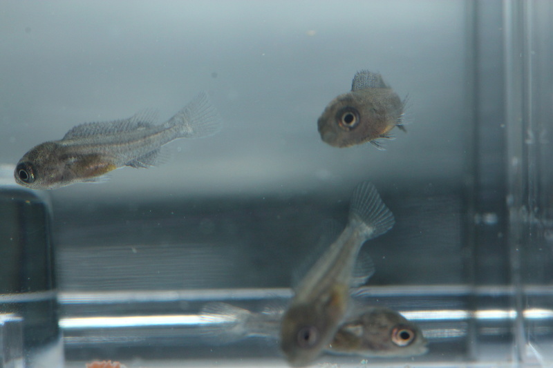Reproduction de abidochromis sp hongi red top. Img_4113