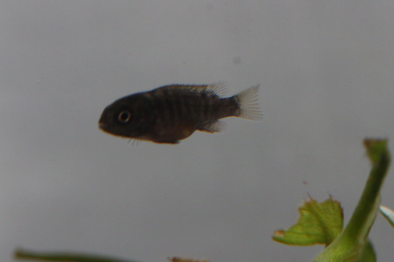 Reproduction de abidochromis sp hongi red top. Img_4114