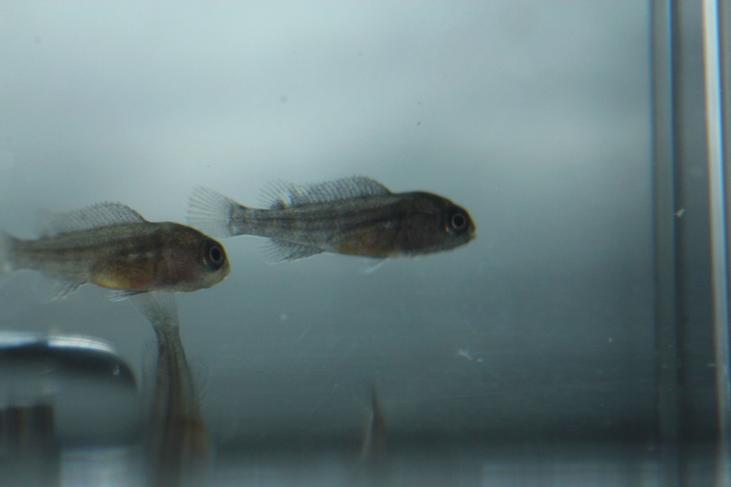 Reproduction de abidochromis sp hongi red top. Img_4211