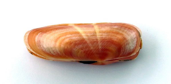 Solecurtidae : Solecurtus afroccidentalis - Cosel, 1989 Img_0012