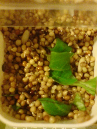 Les germinations Perruc10