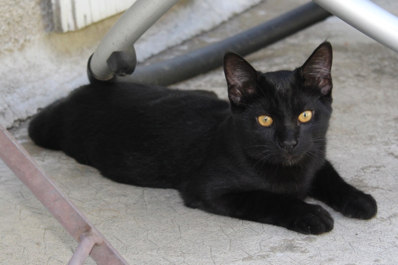 (63) - Arro - Chaton noir de 2 mois - Adopté - disparu... Img_5110