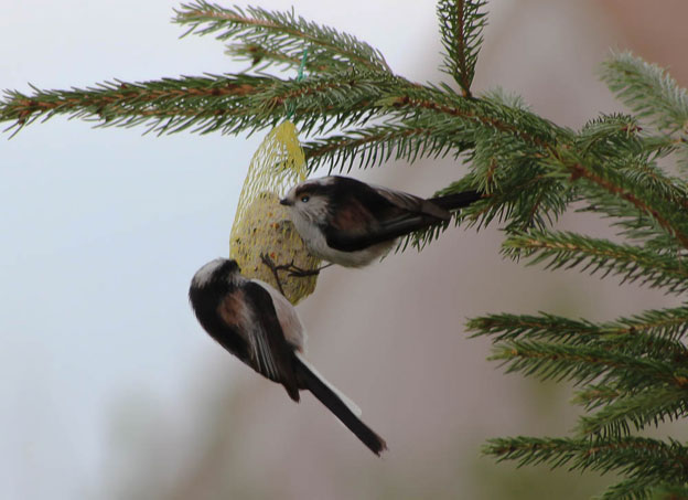 quelque oiseaux du jardin Mesang10