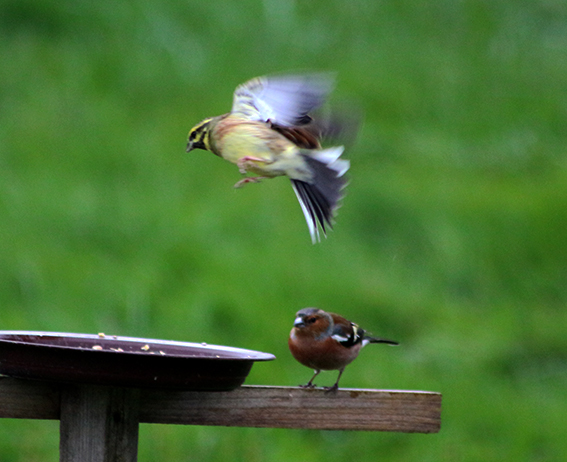 quelque oiseaux du jardin Pinson10