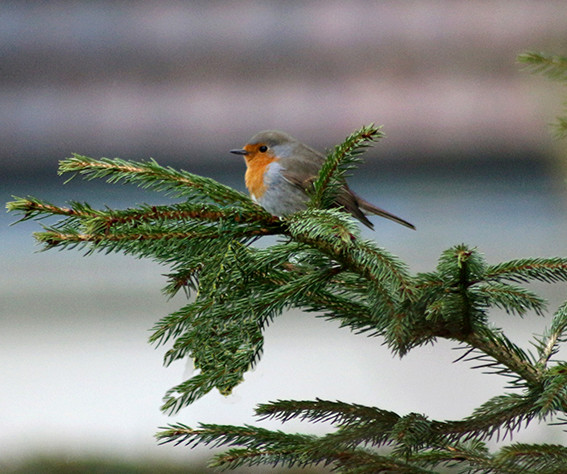 quelque oiseaux du jardin Rouge_10