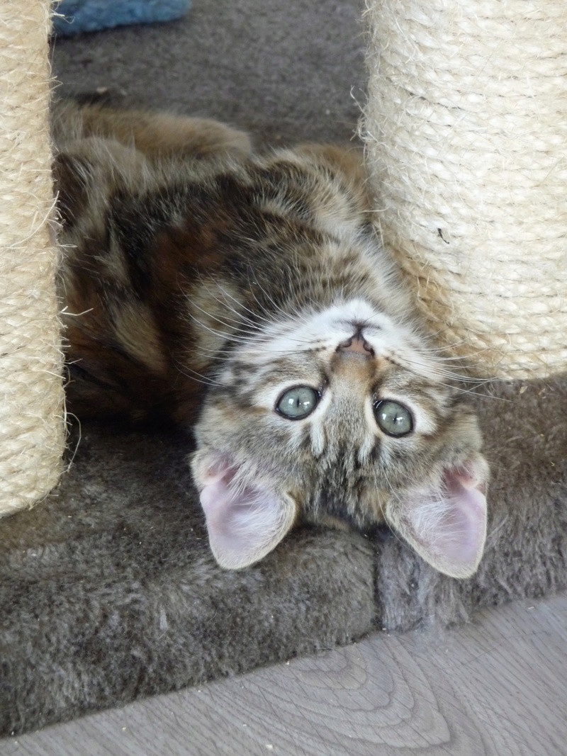 Nos chats de 2016 - Page 3 Coquil10
