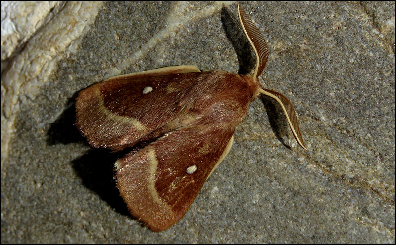 Bombyx du chêne... W703710