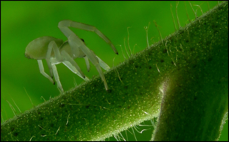 Petite araignée opaline... W790110