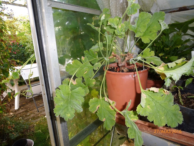 pelargonium - Pelargonium 'Ardens' P1030210