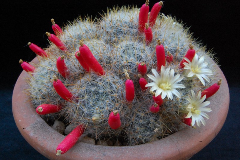 Mammillaria prolifera 3241-212