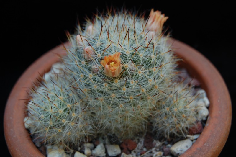 Mammillaria prolifera 3278-210