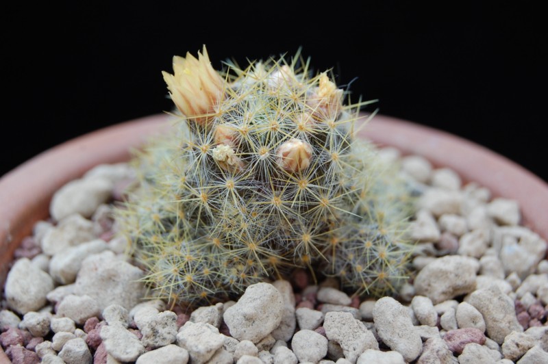 Mammillaria prolifera 5183-210