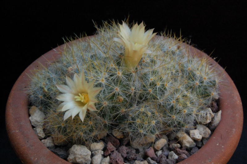 Mammillaria prolifera 5514-212