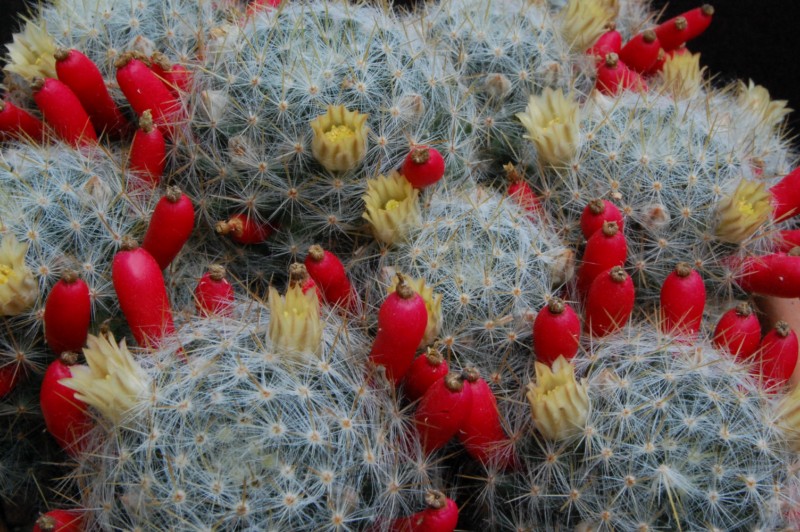 Mammillaria prolifera 6106-212