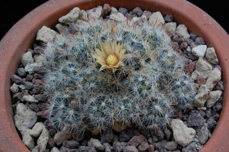 Mammillaria prolifera 8604-210