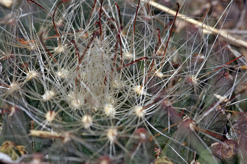 Mammillaria zephyranthoides Mx005110