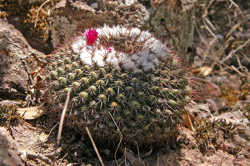 Mammillaria maycobensis Mx306111