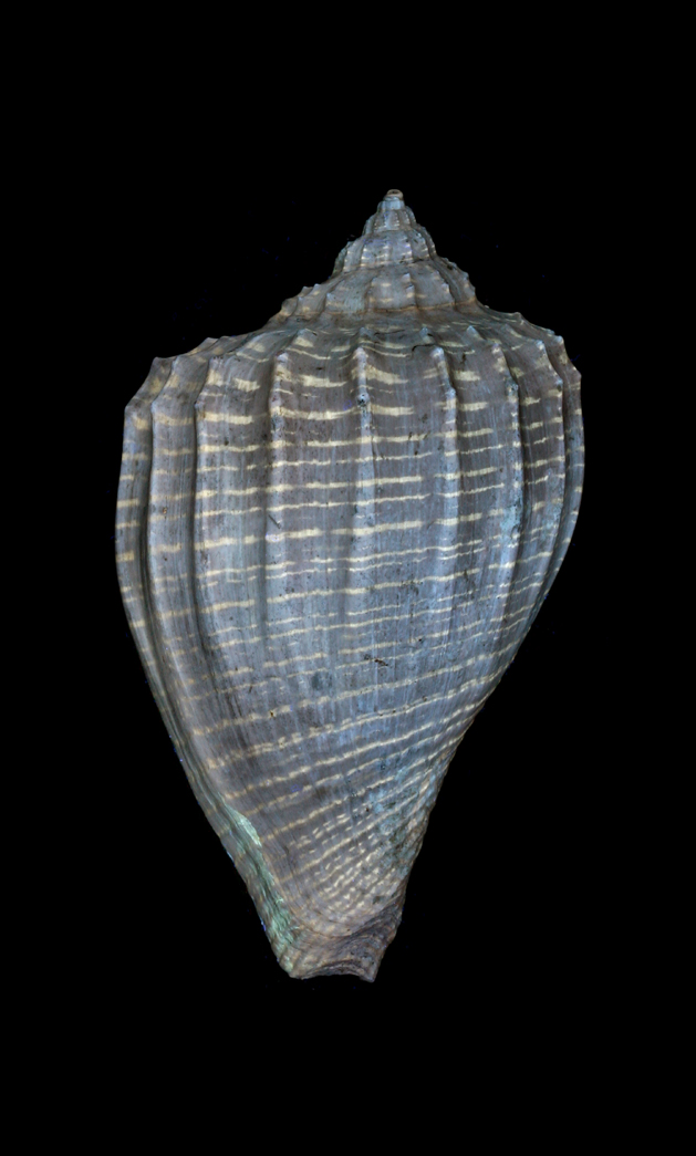 Volutidae - † Athleta (Volutopupa) citharoedus (Holten, 1802) - Lutécien (Damery 51) 205-1311