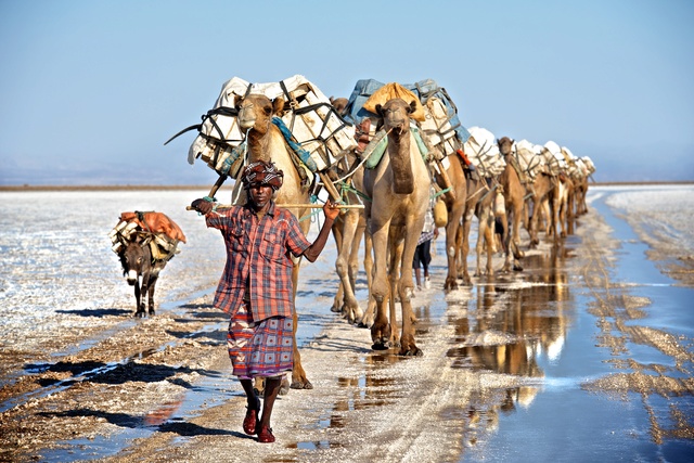 DESERT DE DALLOL (ETHIOPIE) Camel-10