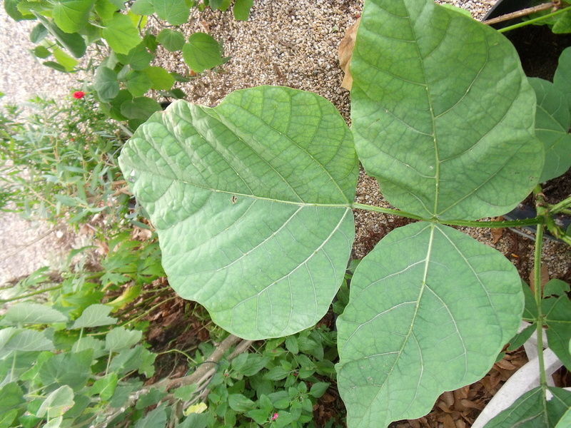 Erythrina zeyheri Feuill10