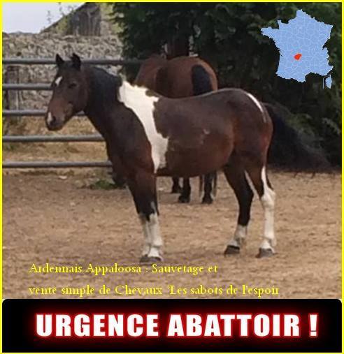 Extrême urgence : double poney pie hongre dept19 14517610